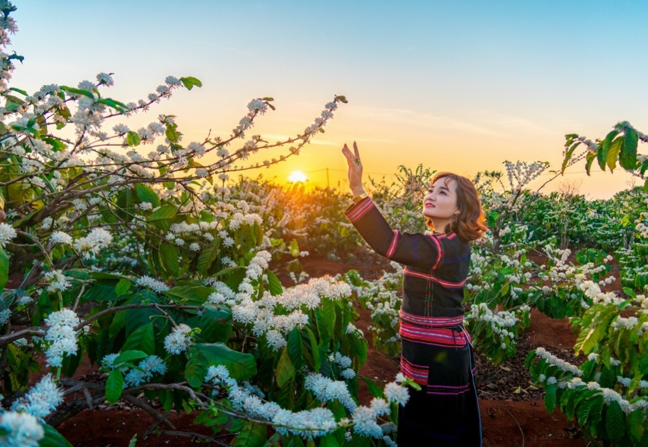 Vẻ đẹp hoa cà phê trắng tinh khôi, ngọt ngào đã đi vào thơ Xuân Diệu đầy thi vị Vẻ đẹp hoa cà phê trắng tinh khôi, ngọt ngào đã đi vào thơ Xuân Diệu đầy thi vị