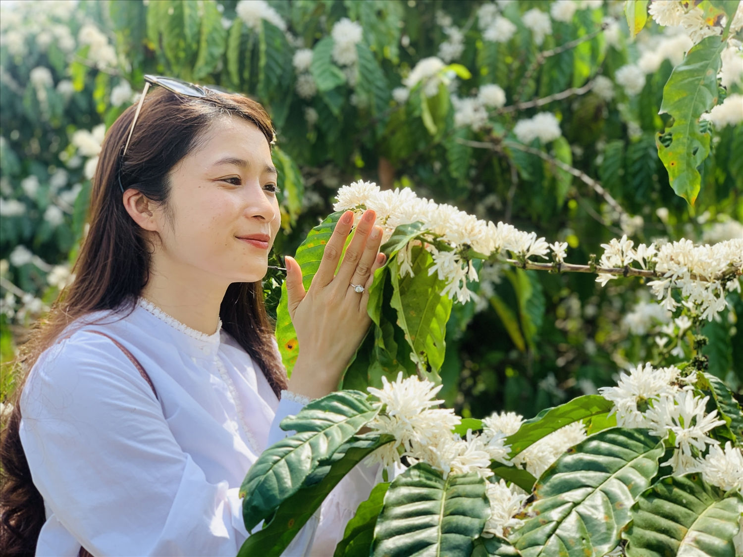Thiếu nữ chụp hình, lưu giữ khoảnh khắc đẹp bên hoa cà phê Thiếu nữ chụp hình, lưu giữ khoảnh khắc đẹp bên hoa cà phê