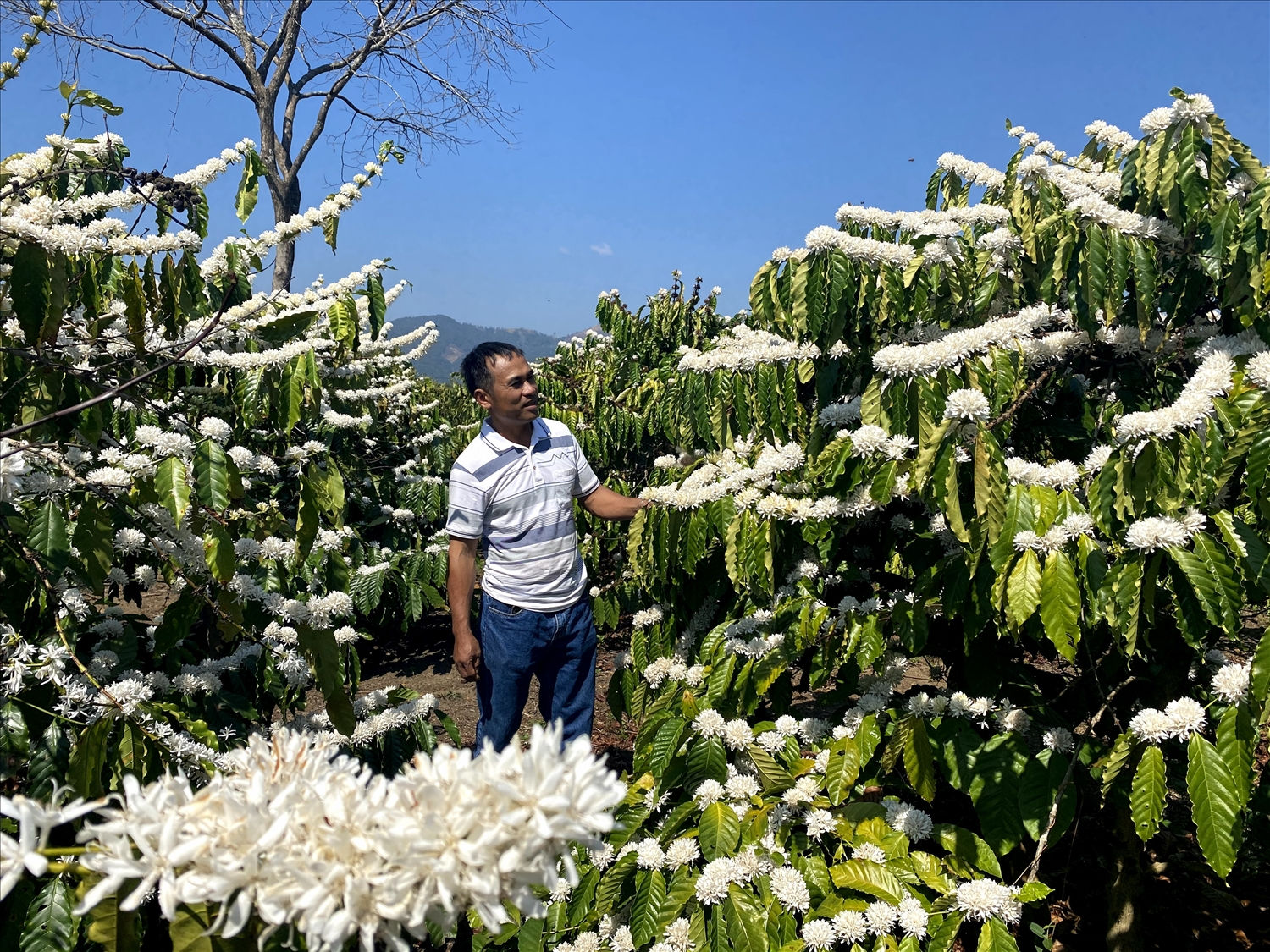 Rẫy trồng cà phê của nông dân đang nở rộ hoa Rẫy trồng cà phê của nông dân đang nở rộ hoa