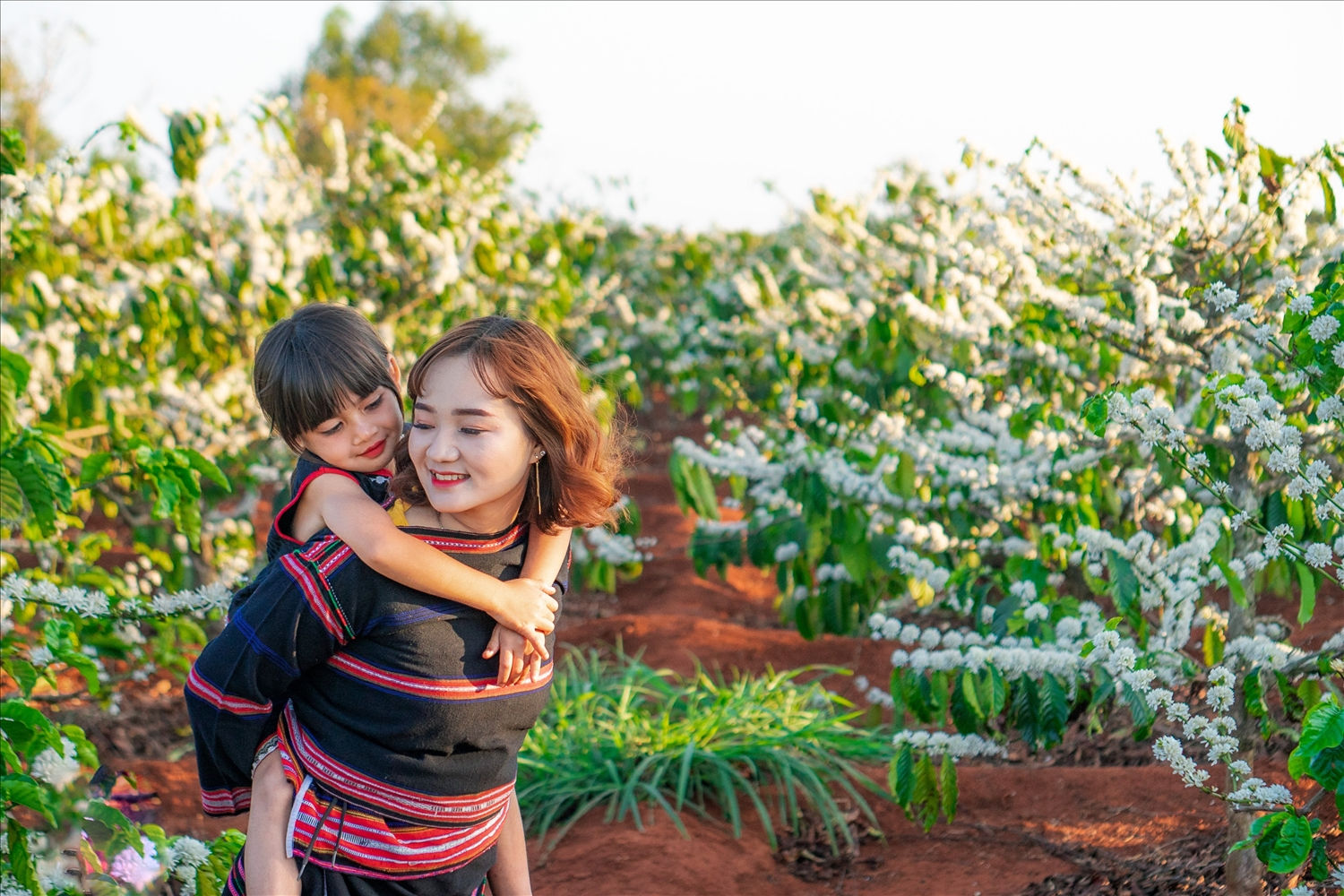 Người Gia Rai, Ba Na bên rẫy cà phê phấn khởi vì sau mùa hoa nở rộ sẽ là một mùa bội thu nông sản cà phê Người Gia Rai, Ba Na bên rẫy cà phê phấn khởi vì sau mùa hoa nở rộ sẽ là một mùa bội thu nông sản cà phê