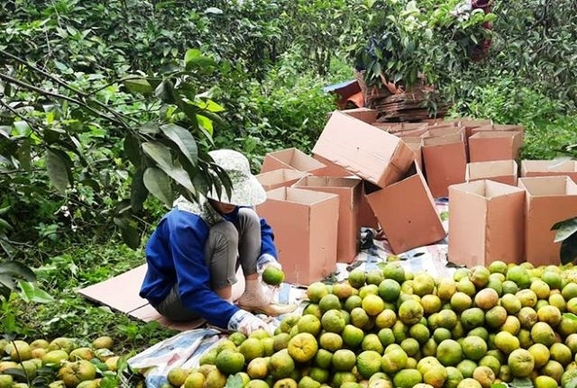 Thu hoạch và đóng gói sản phẩm cam Vinh Kỳ Yến sinh thái