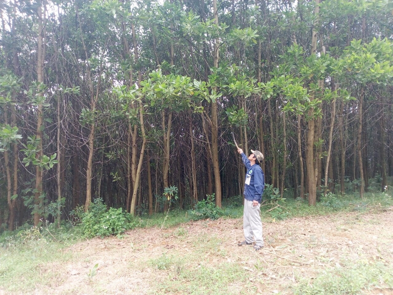 Cây keo lai đang phát triển tốt, mang lại thu nhập cao cho người dân Phước Sơn