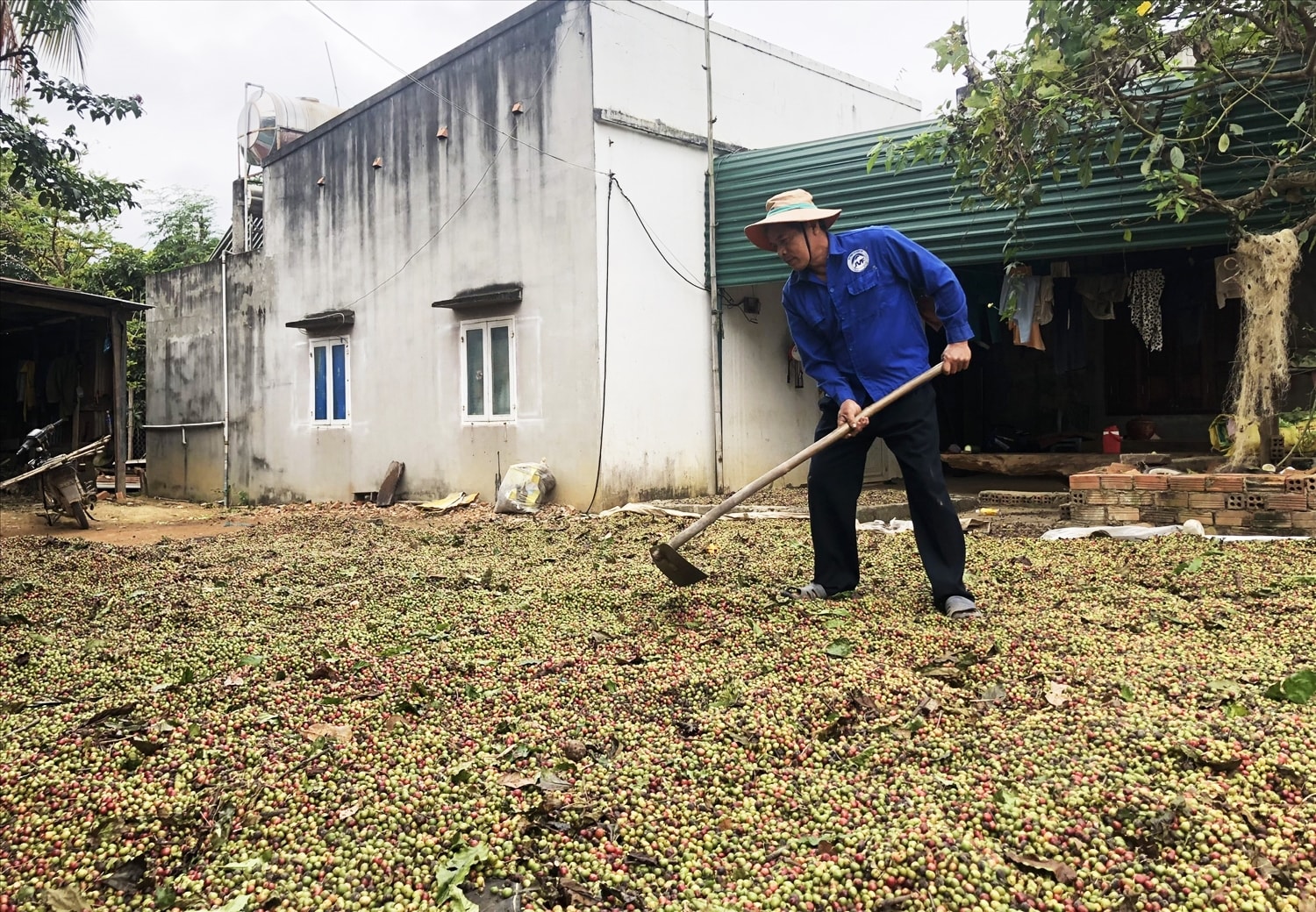 Người trồng cà phê đang gặp vô vàn khó khăn khi hạt cà phê cõng quá nhiều chi phí