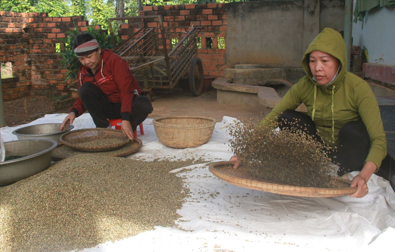 Thay đổi phương thức canh tác nâng cao chất lượng cà phê 
