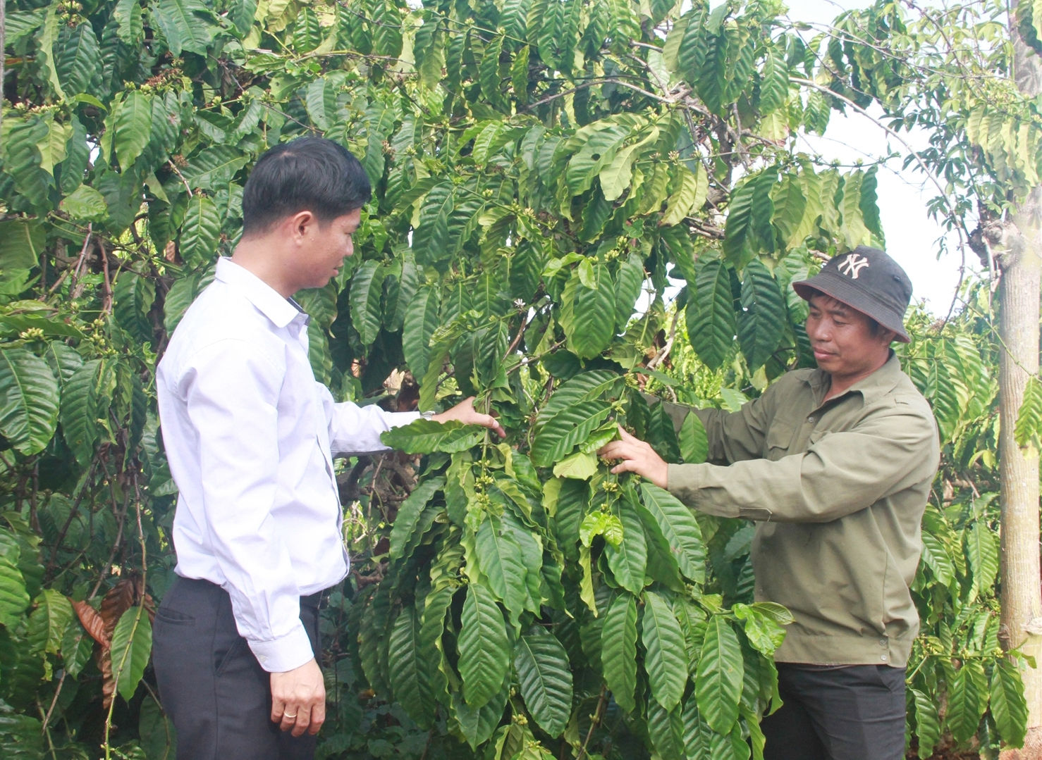 Sản xuất theo hướng hữu cơ, sau khi thu hoạch cây khỏe mạnh, xanh mướt