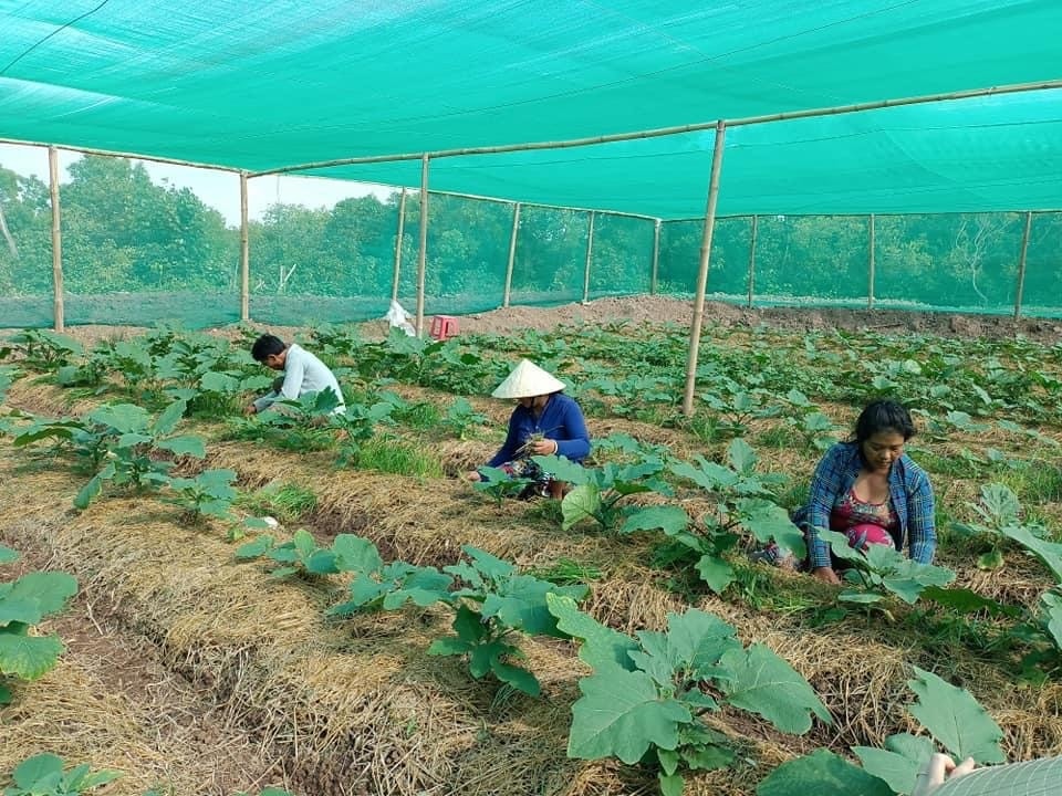 Mô hình trồng rau, màu trong nhà lưới mang lại hiệu quả kinh tế cao cho đồng bào Mô hình trồng rau, màu trong nhà lưới mang lại hiệu quả kinh tế cao cho đồng bào