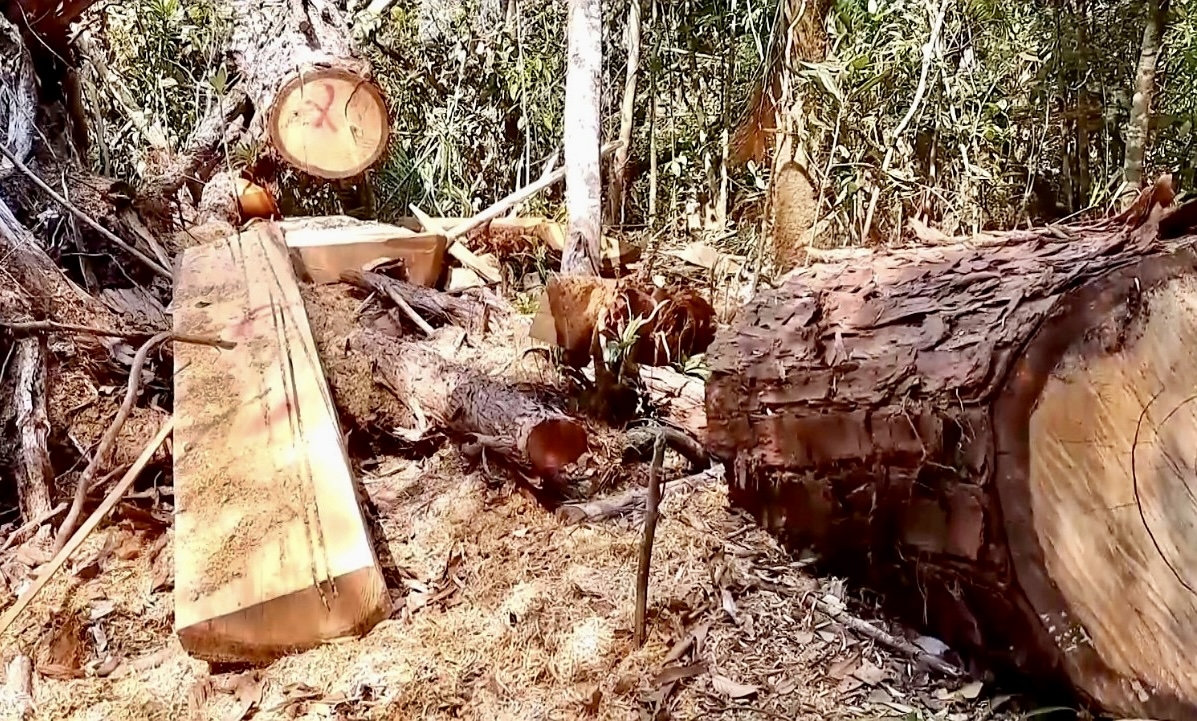 Rừng Pơ mu bị khai thác trái phép