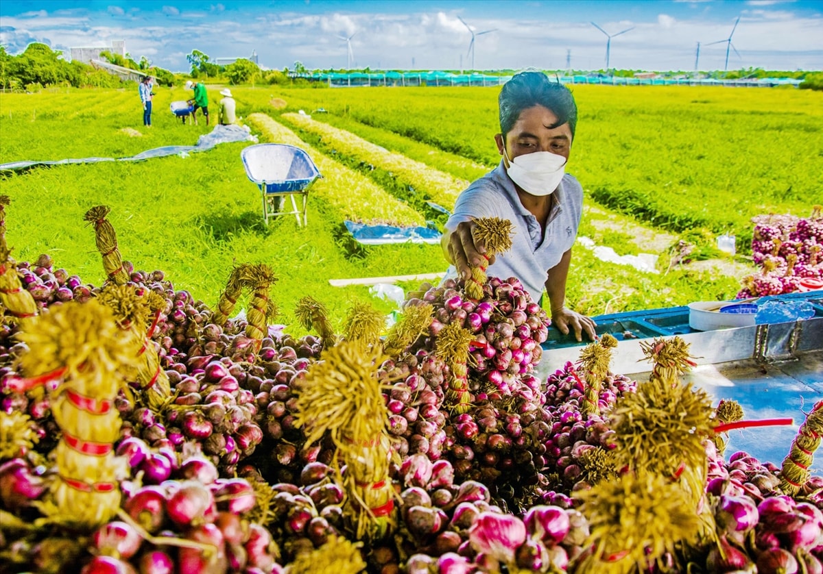 Giao thông thuận lợi, thương lái vào tận rẫy trồng hoa màu thu mua hàng hóa Giao thông thuận lợi, thương lái vào tận rẫy trồng hoa màu thu mua hàng hóa