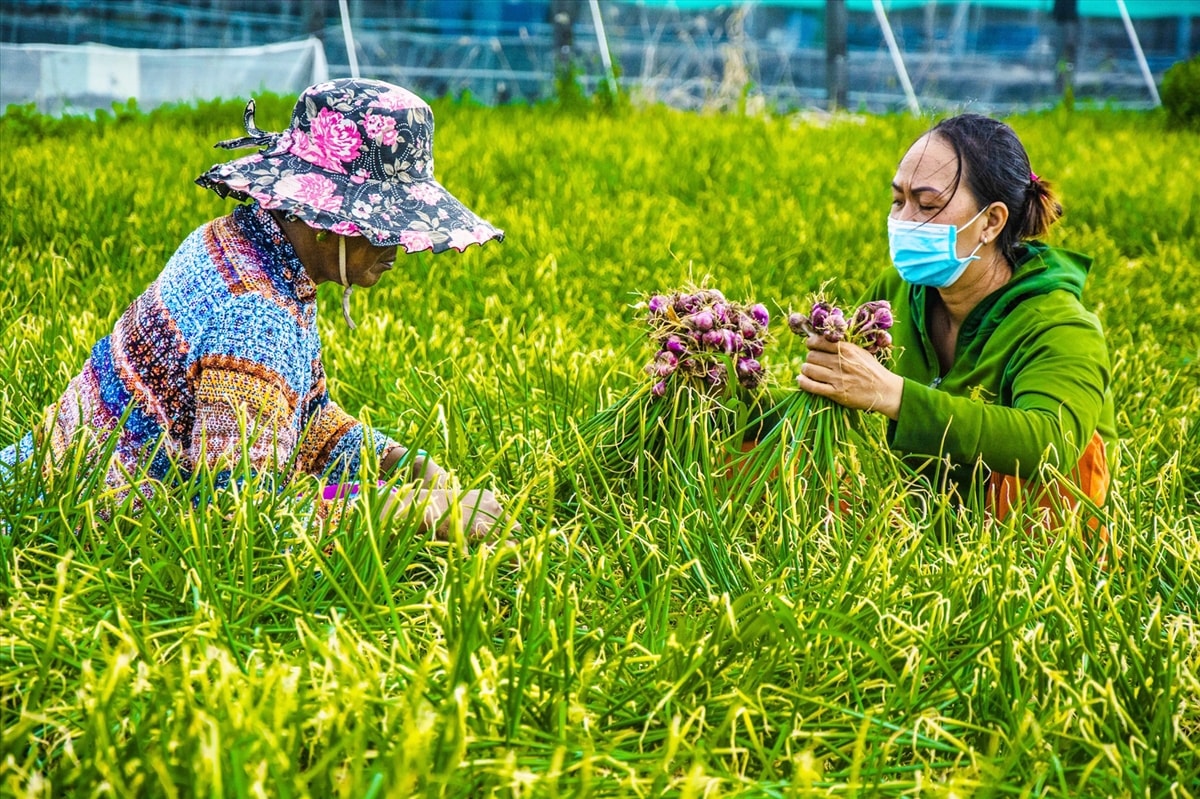 Cây hành tím đang lại hiệu quả kinh tế cao cho người dân Sóc Trăng Cây hành tím đang lại hiệu quả kinh tế cao cho người dân Sóc Trăng