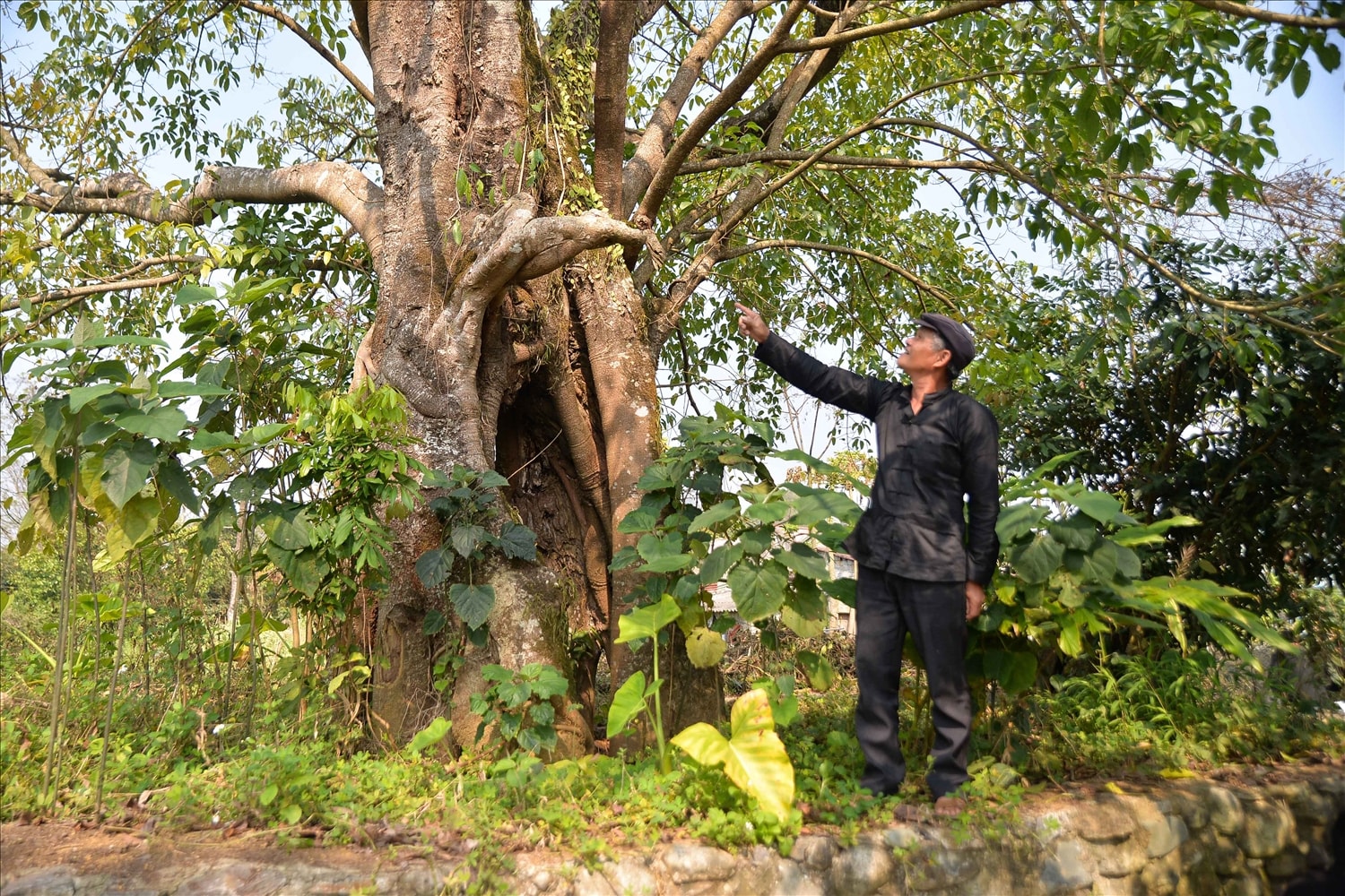 Thầy mo giới thiệu cây đa thiêng có tuổi đời cả thế kỷ, nơi tổ chức lễ Tú Tỉ hằng năm của bản.