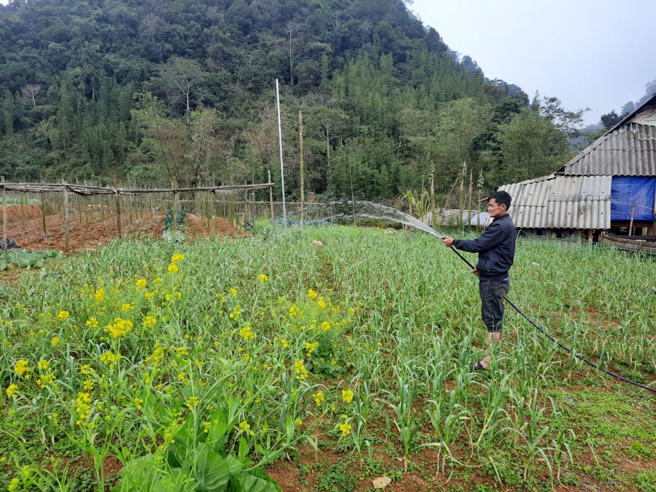 Nhờ có điện bà con trong thôn chủ động được nguồn nước tưới để chăm sóc cây trồng, mang lại hiệu quả kinh tế cao