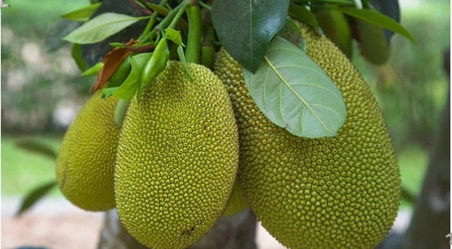 Trong y học cổ truyền, các bộ phận của cây mít đều có thể làm thuốc.