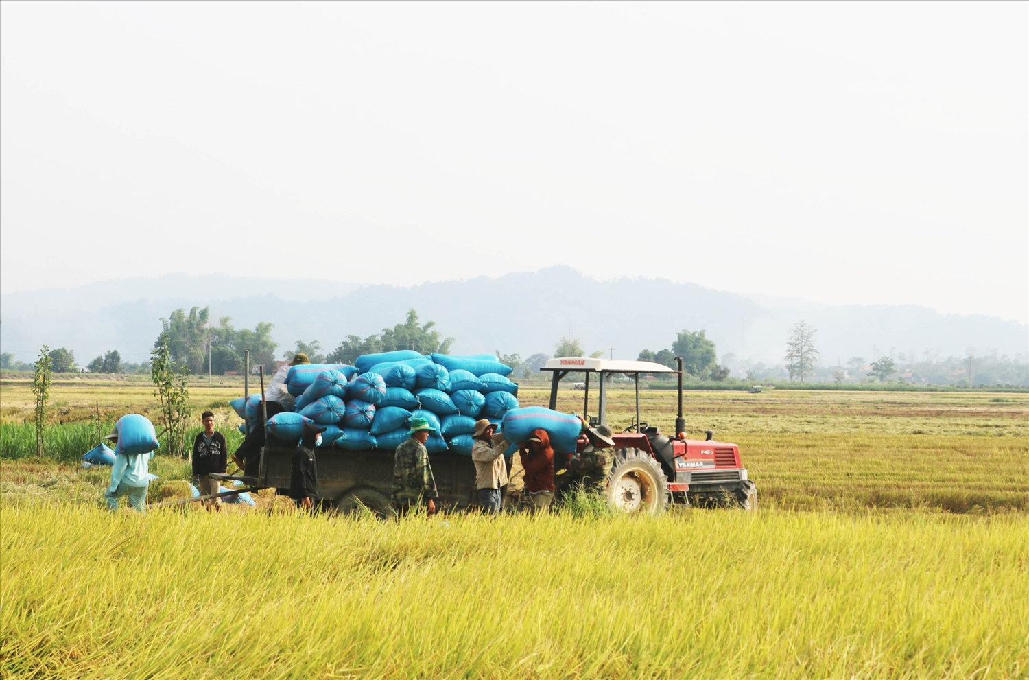 Cánh đồng Buôn Chóah là một trong ít nơi có năng suất lúa lớn nhất Tây Nguyên