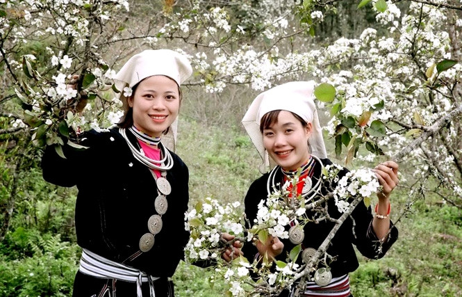 Thiếu nữ Dao Tiền trong vườn hoa lê