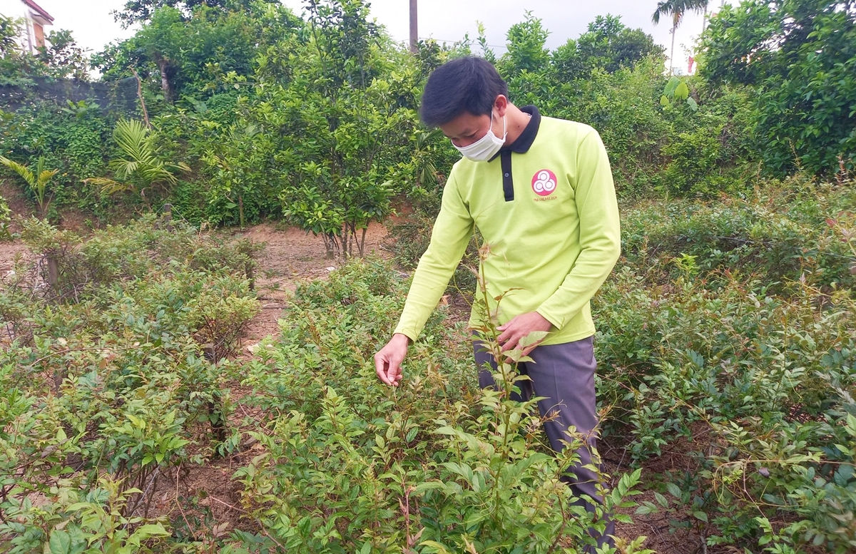 Anh Hưng khai thác nguồn cây chè dây tự nhiên và liên kết người dân địa phương trồng nguyên liệu. (Ảnh: M.L)