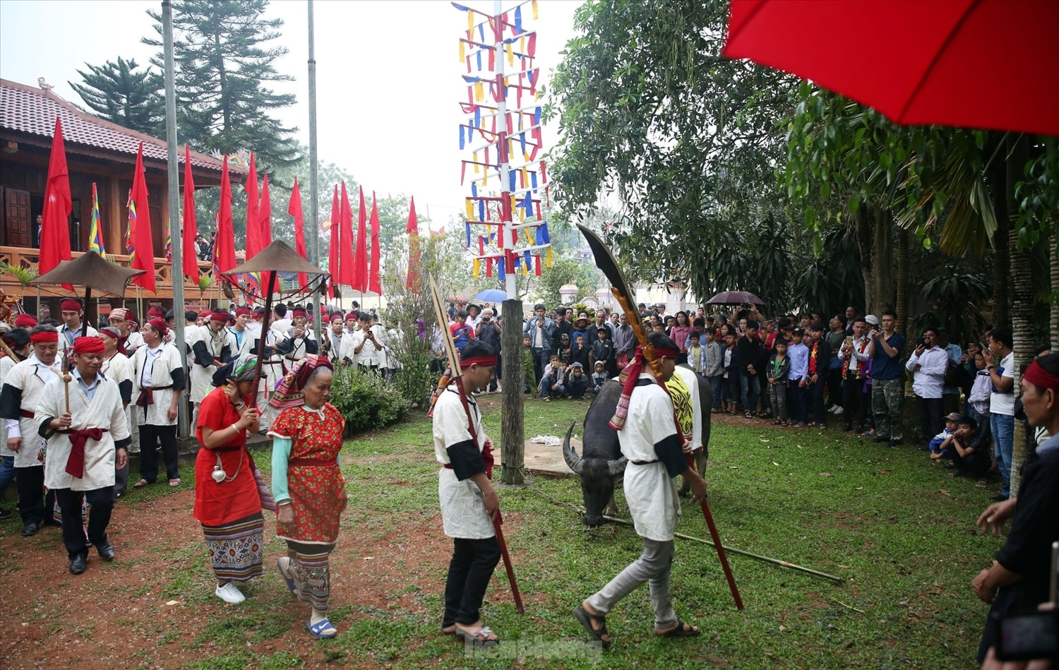 Chuẩn bị nghi lễ hiến trâu. (Ảnh tư liệu) Chuẩn bị nghi lễ hiến trâu. (Ảnh tư liệu)