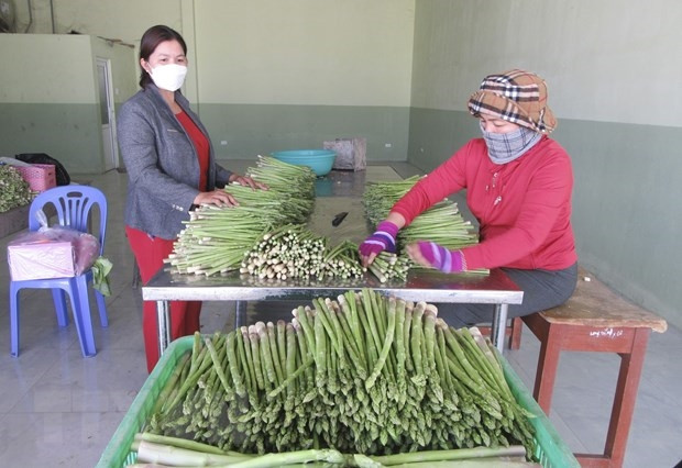 Mô hình liên kết sản xuất măng tây xanh tại Hợp tác xã dịch vụ tổng hợp nông nghiệp Tuấn Tú (xã An Hải, huyện Ninh Phước) giúp nhiều hộ đồng bào Chăm phát triển kinh tế, thoát nghèo bền vững. (Ảnh: Nguyễn Thành/TTXVN)