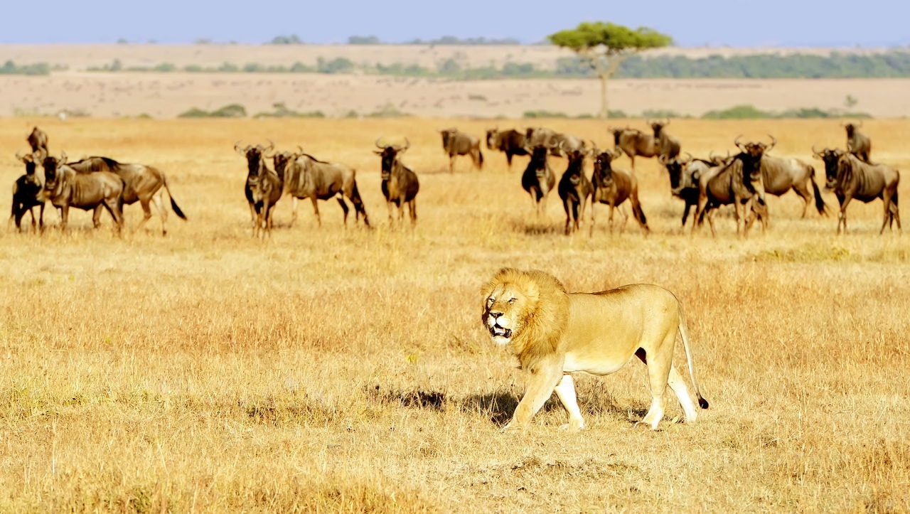 Chúa sơn lâm- sư tử trên đồng cỏ Chúa sơn lâm- sư tử trên đồng cỏ Maasai Mara