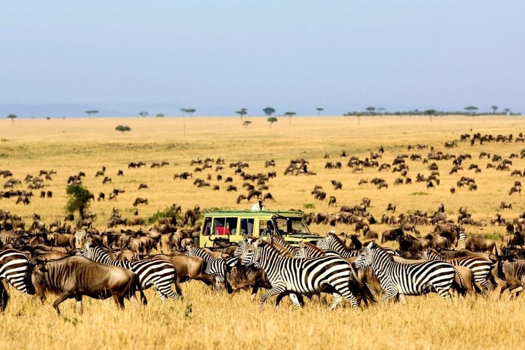 Đàn ngựa vằn trong Khu bảo tồn Quốc gia Maasai Mara Đàn ngựa vằn trong Khu bảo tồn Quốc gia Maasai Mara