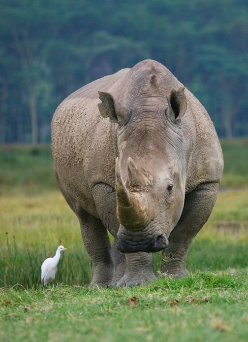 Hà mã tại Công viên quốc gia Amboseli Hà mã tại Công viên quốc gia Amboseli