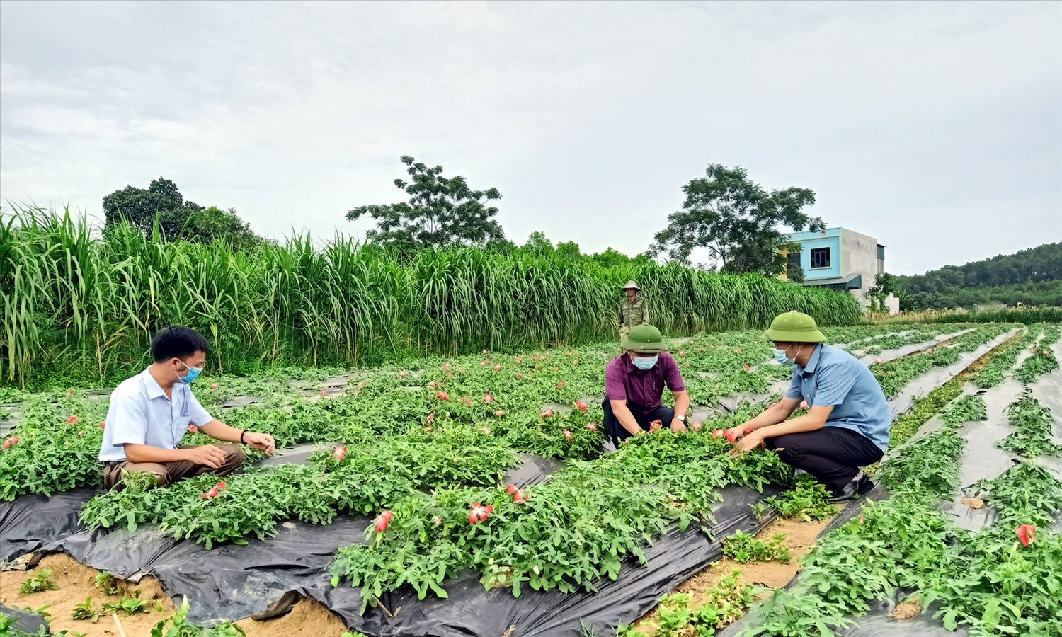 Nhiều mô hình trồng cây dược liệu đang đem lại thu nhập cao cho người dân huyện Phú Lương. (Trong ảnh: Mô hình trồng cây Sâm Báo tại xóm Đồng Tâm xã Động Đạt, huyện Phú Lương)