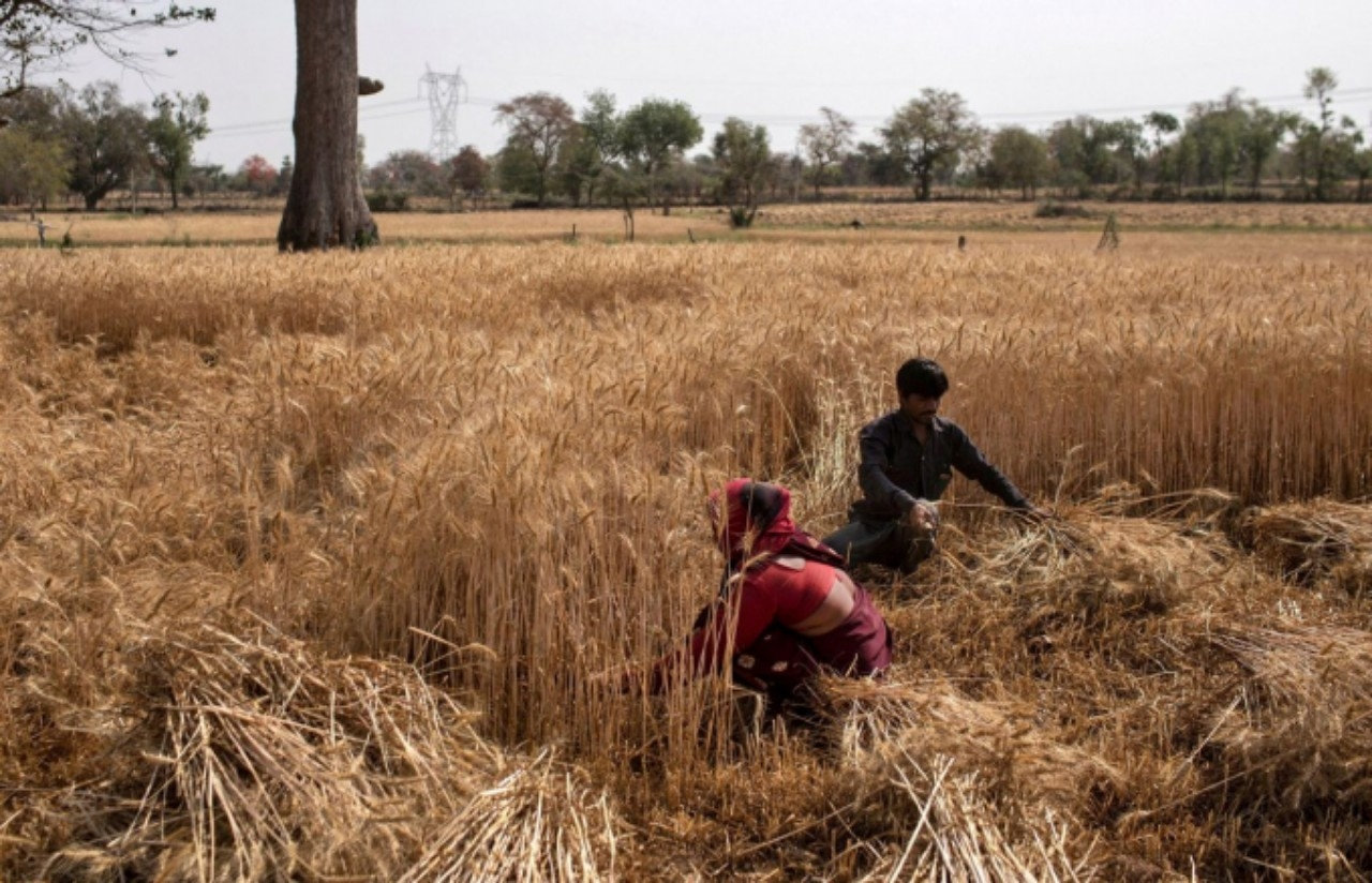 Thu hoạch lúa mì tại làng Jugyai, trung tâm bang Madhya Pradesh, Ấn Độ. Thu hoạch lúa mì tại làng Jugyai, trung tâm bang Madhya Pradesh, Ấn Độ.