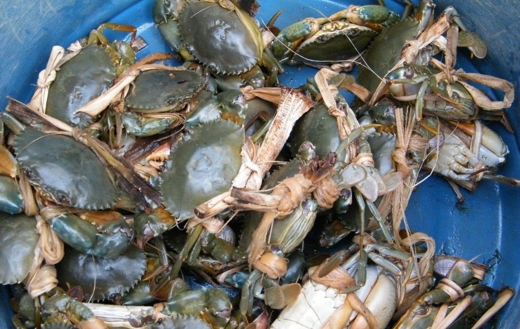 Kỹ thuật nuôi cua xanh thương phẩm hiệu quả cao