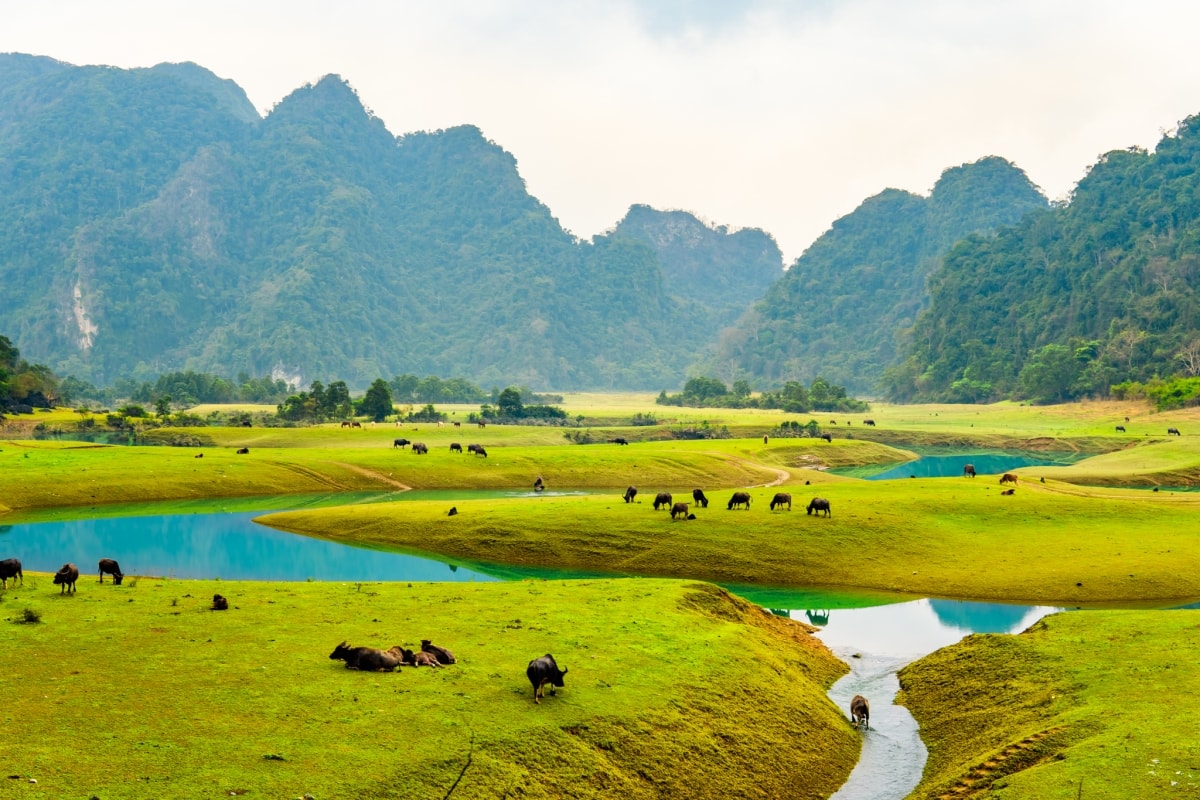 Thảo nguyên Lạng Sơn vào mùa đẹp nhất 1