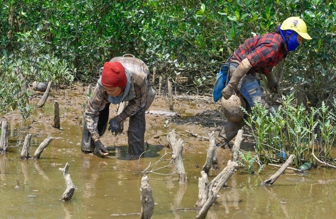 Muốn bắt được nhiều cua, cáy, ốc... những người phụ nữ phải canh giờ thủy triều xuống