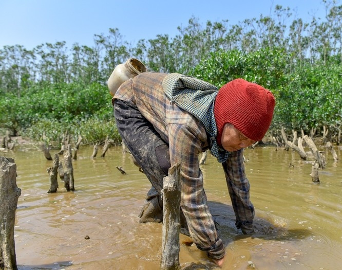 Công việc rất vất vả, bù lại ốc len, cáy, cua, cá nác hoa... sinh sản trong tự nhiên, chủ yếu ăn bùn, phát triển quanh năm, nhờ vậy người dân có thể đi bắt suốt 4 mùa