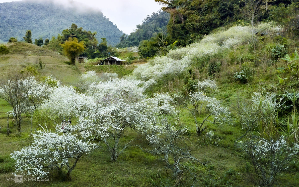 Hoa mận nở trắng đất trời Mường Lống
