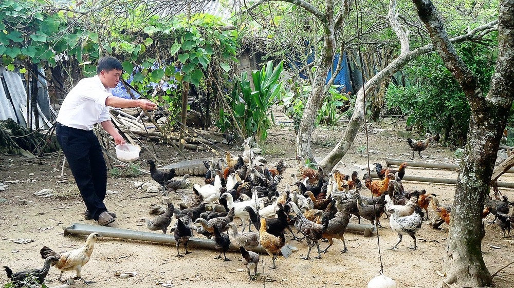 Vừ Nỏ Pó làm giàu từ nuôi gà đen