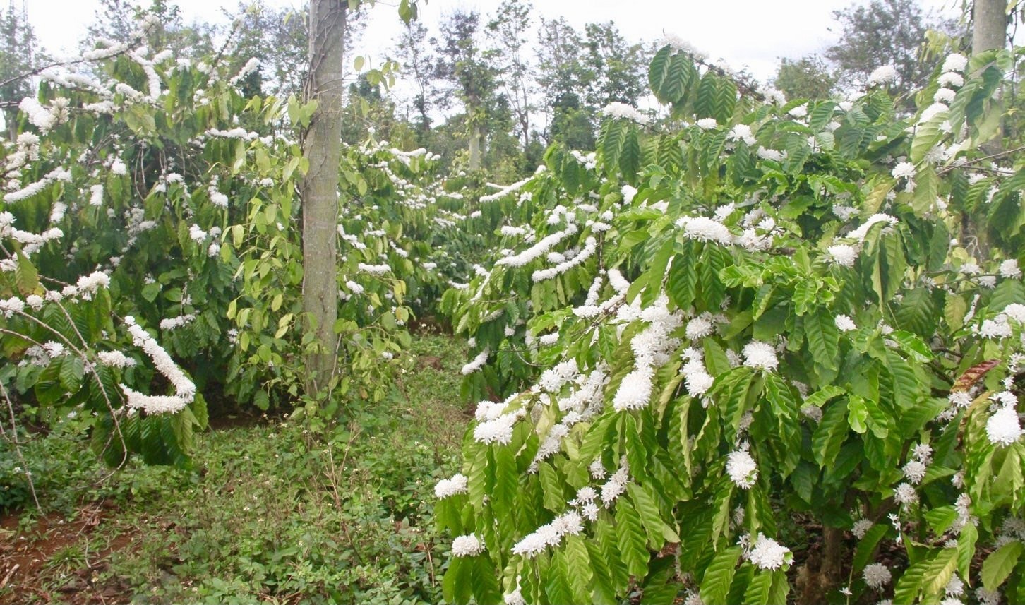 Những vườn cà phê nở trắng như tuyết, hít hà mùi thơm dịu ngọt thu hút đàn ong đua nhau hút mật. Những vườn cà phê nở trắng như tuyết, hít hà mùi thơm dịu ngọt thu hút đàn ong đua nhau hút mật.