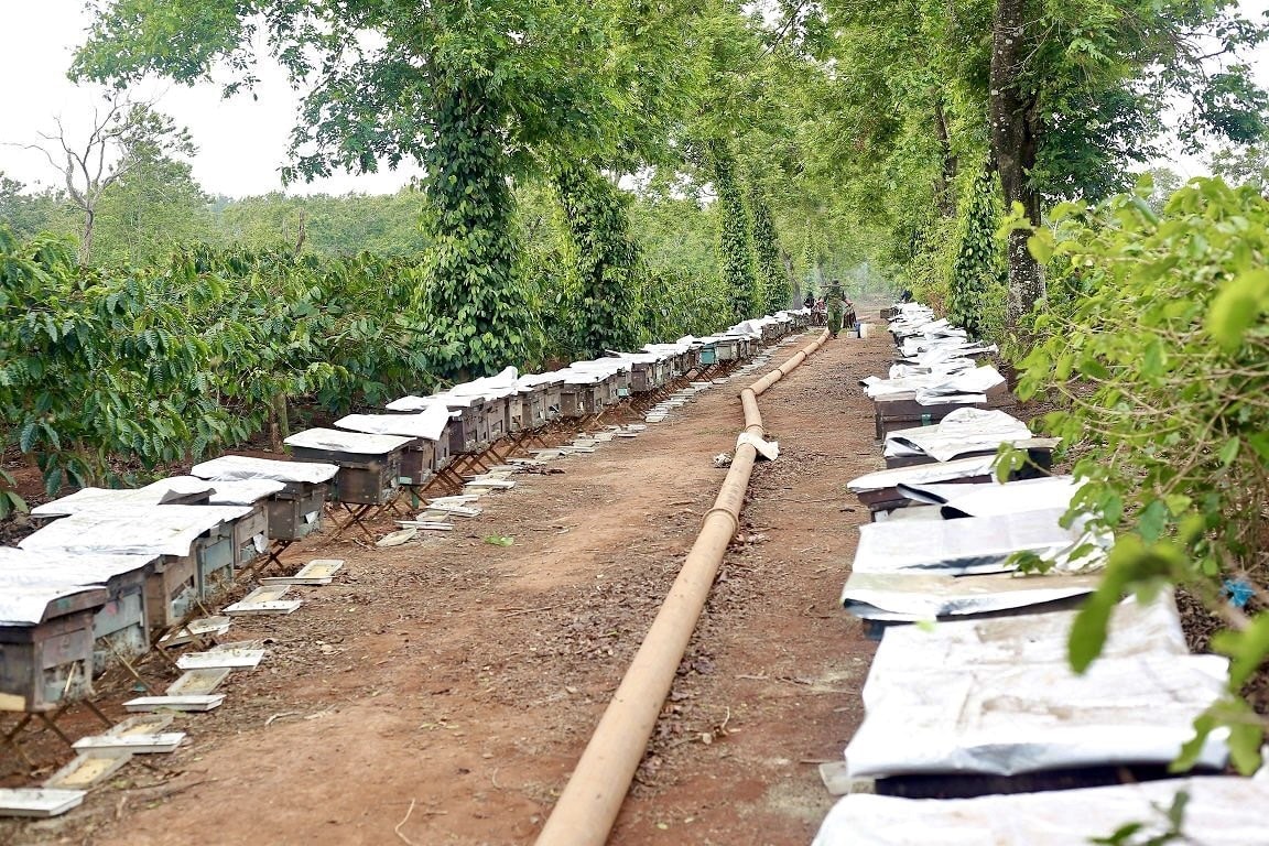 Những thùng ong đặt dưới tán cây trong rẫy cà phê Những thùng ong đặt dưới tán cây trong rẫy cà phê
