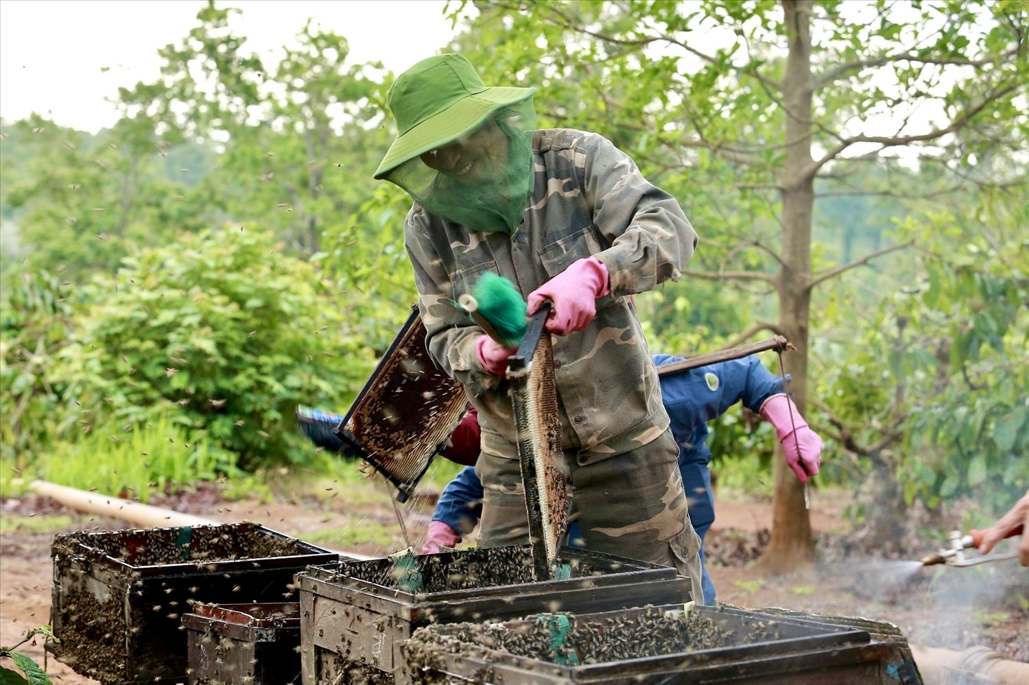 Người nuôi ong phải mặc đồ bảo hộ để kiểm tra mật đã đến độ thu hoạch chưa Người nuôi ong phải mặc đồ bảo hộ để kiểm tra mật đã đến độ thu hoạch chưa