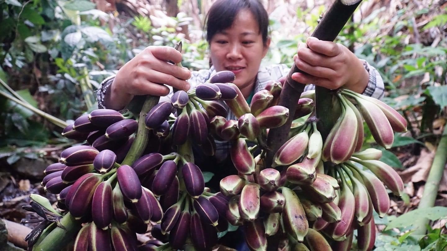 Một buổi đi rừng bội thu của chị Yến (Ảnh nhân vật cung cấp) Một buổi đi rừng bội thu của chị Yến (Ảnh FB nhân vật)