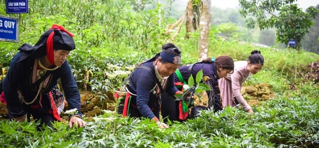 Hỗ trợ phát triển vùng trồng dược liệu quý với kinh phí không quá 1 tỷ đồng/dự án Hỗ trợ phát triển vùng trồng dược liệu quý với kinh phí không quá 1 tỷ đồng/dự án