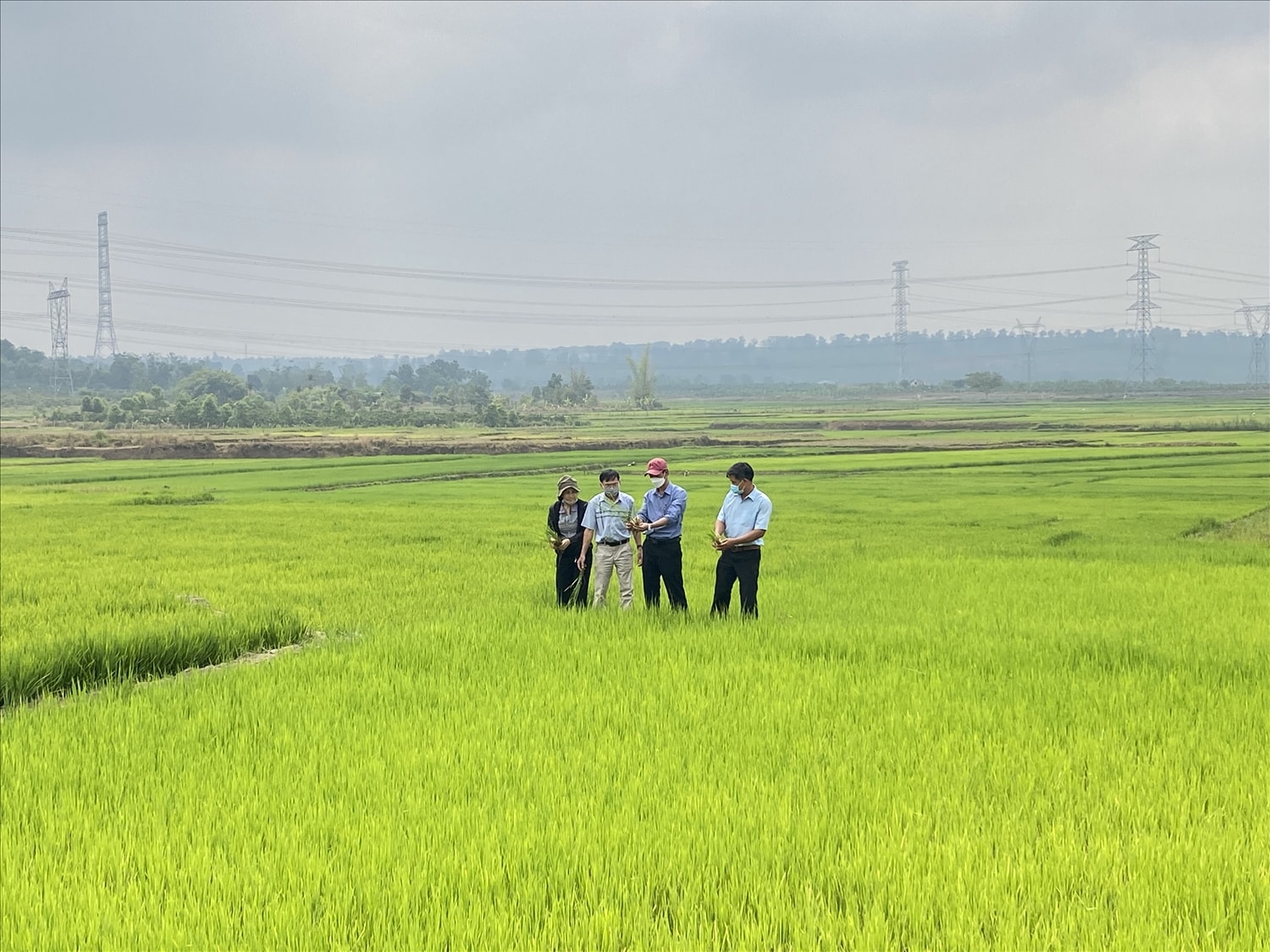 Nhờ triển khai nhiều giải pháp chống hạn, cây lúa đang phát triển tốt