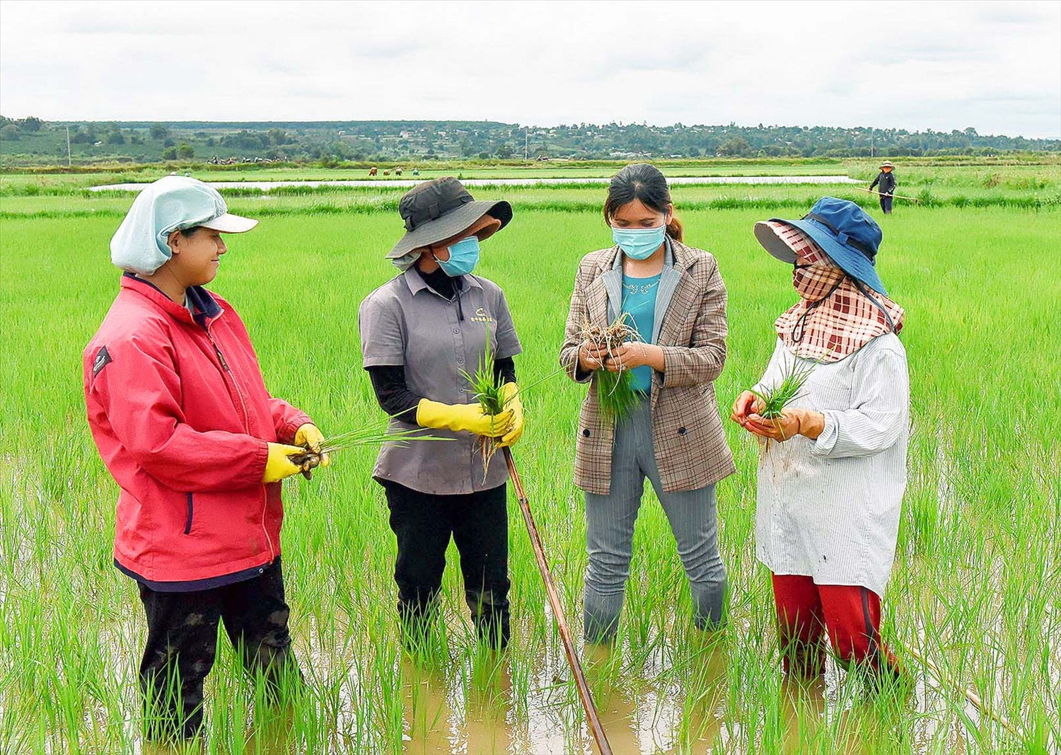 Cán bộ nông nghiệp trao đổi với người dân về kinh nghiệm trồng giống lúa mới tại xã Hà Bầu Cán bộ nông nghiệp trao đổi với người dân về kinh nghiệm trồng giống lúa mới tại xã Hà Bầu