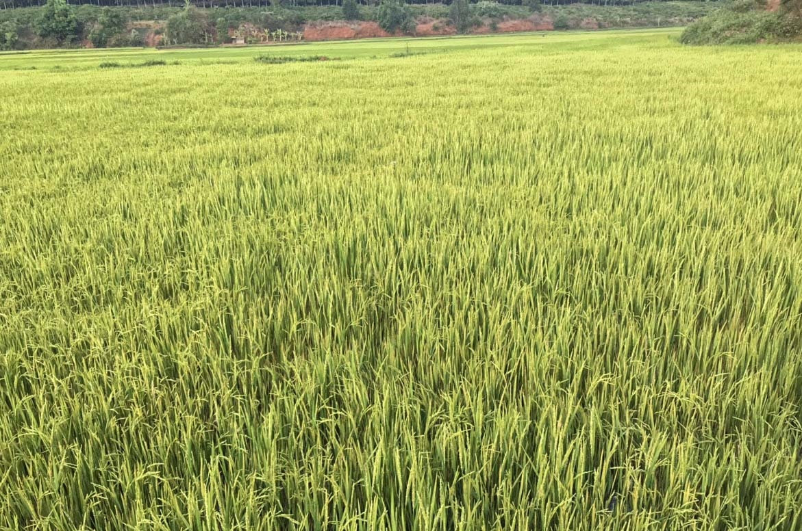 Hiện nay, cây lúa đang trong giai đoạn làm đòng trổ bông, sinh trưởng phát triển tốt Hiện nay, cây lúa đang trong giai đoạn làm đòng trổ bông, sinh trưởng phát triển tốt