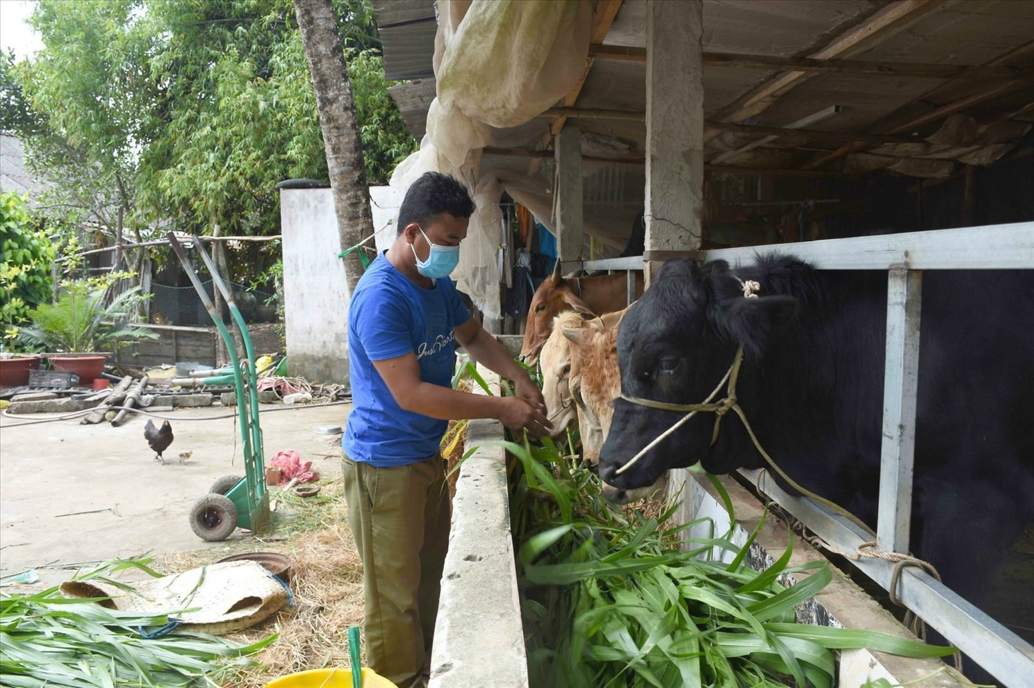 Ông Sơn Hang chăm sóc đàn bò sữa đang cho thu nhập ổn định Ông Sơn Hang chăm sóc đàn bò sữa đang cho thu nhập ổn định