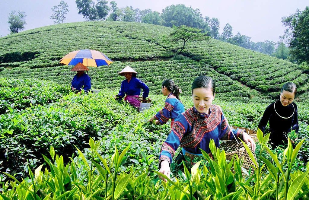 Thu hoạch chè trà tại Mộc Châu (Sơn La)- Ảnh minh họa Thu hoạch chè trà tại Mộc Châu (Sơn La)- Ảnh minh họa