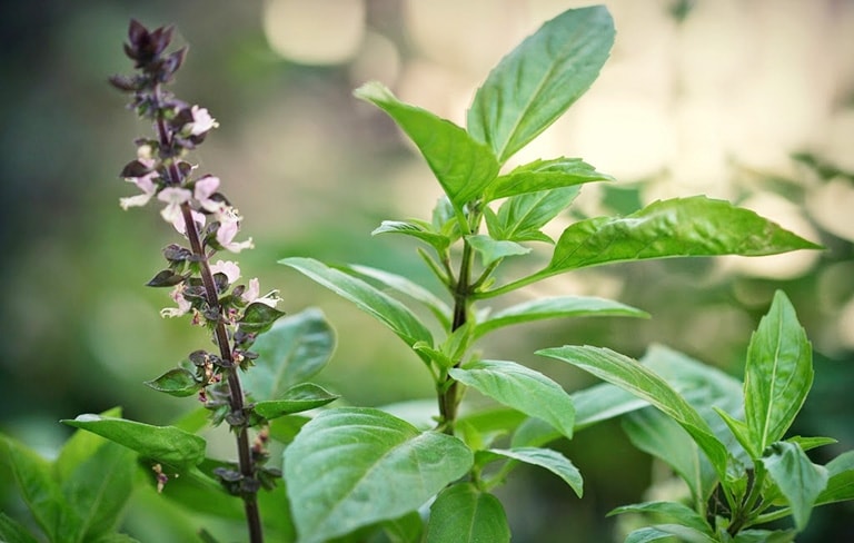 Bài thuốc chữa bệnh tuyệt vời từ cây húng chó