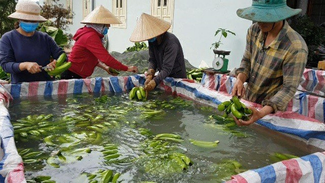 HTX Laba Banana Đạ K’Nàng đã giải quyết việc làm cho nhiều lao động là người đồng bào DTTS