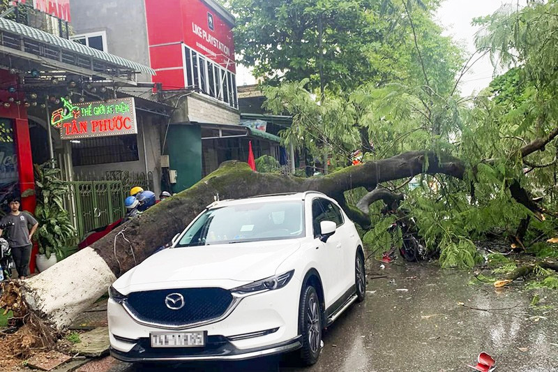 Cây lớn trên đường Trần Hưng Đạo (Quảng Trị) đã bị mưa lớn, gió to làm đổ Cây lớn trên đường Trần Hưng Đạo (Quảng Trị) đã bị mưa lớn, gió to làm đổ