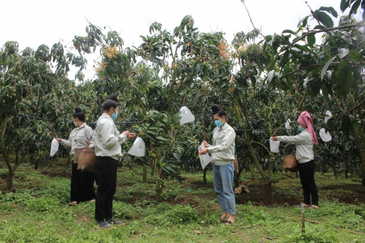 Xã viên Hợp tác xã nông nghiệp Hợp Lực Pản Phon, xã Chiềng Ngần, thành phố Sơn La bao trái cây phục vụ tiêu thụ và xuất khẩu năm 2022. 