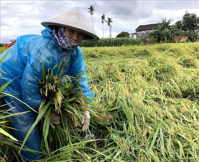 Lúa Đông - Xuân tại cánh đồng xã Đức Chánh, huyện Mộ Đức, Quảng Ngãi bị ngã rạp, ngập úng. Ảnh: Lê Ngọc Phước/TTXVN Lúa Đông - Xuân tại cánh đồng xã Đức Chánh, huyện Mộ Đức, Quảng Ngãi bị ngã rạp, ngập úng. Ảnh: Lê Ngọc Phước/TTXVN