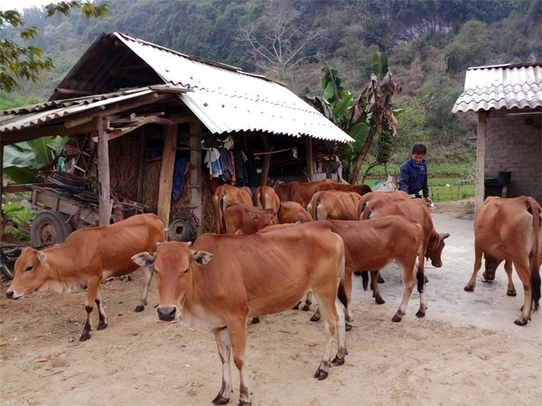  Từ nguồn vốn vay của Ngân hàng Chính sách xã hội, anh Vi Văn Chung đã đầu tư, phát triển đàn bò, mang lại hiệu quả kinh tế cao.