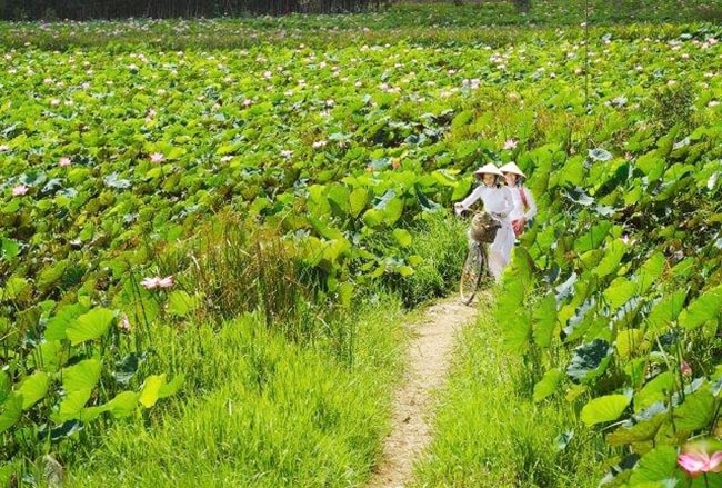Một trong những bức ảnh đẹp về sen trong đời sống thường ngày