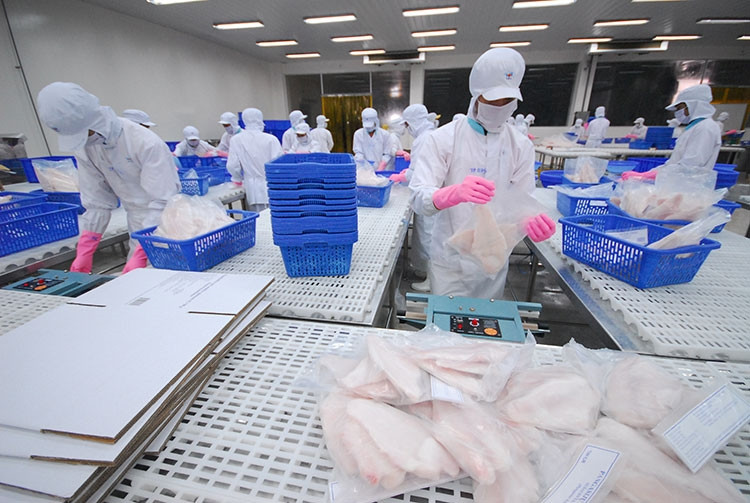 Giá cá tra tang trở lại đem đến sự phấn khởi cho người chăn nuôi
